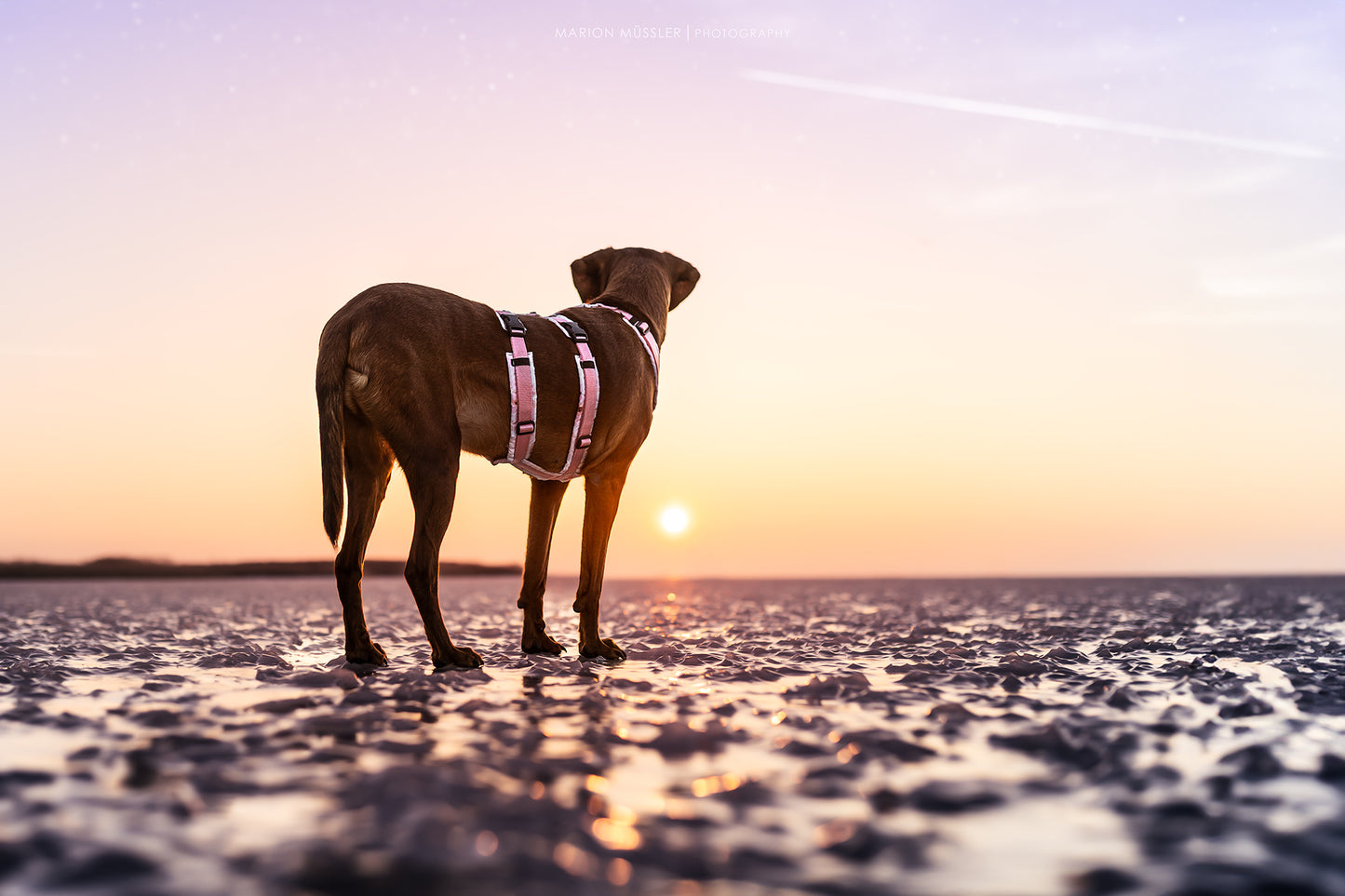 Hundegeschirr Safety Konfigurator