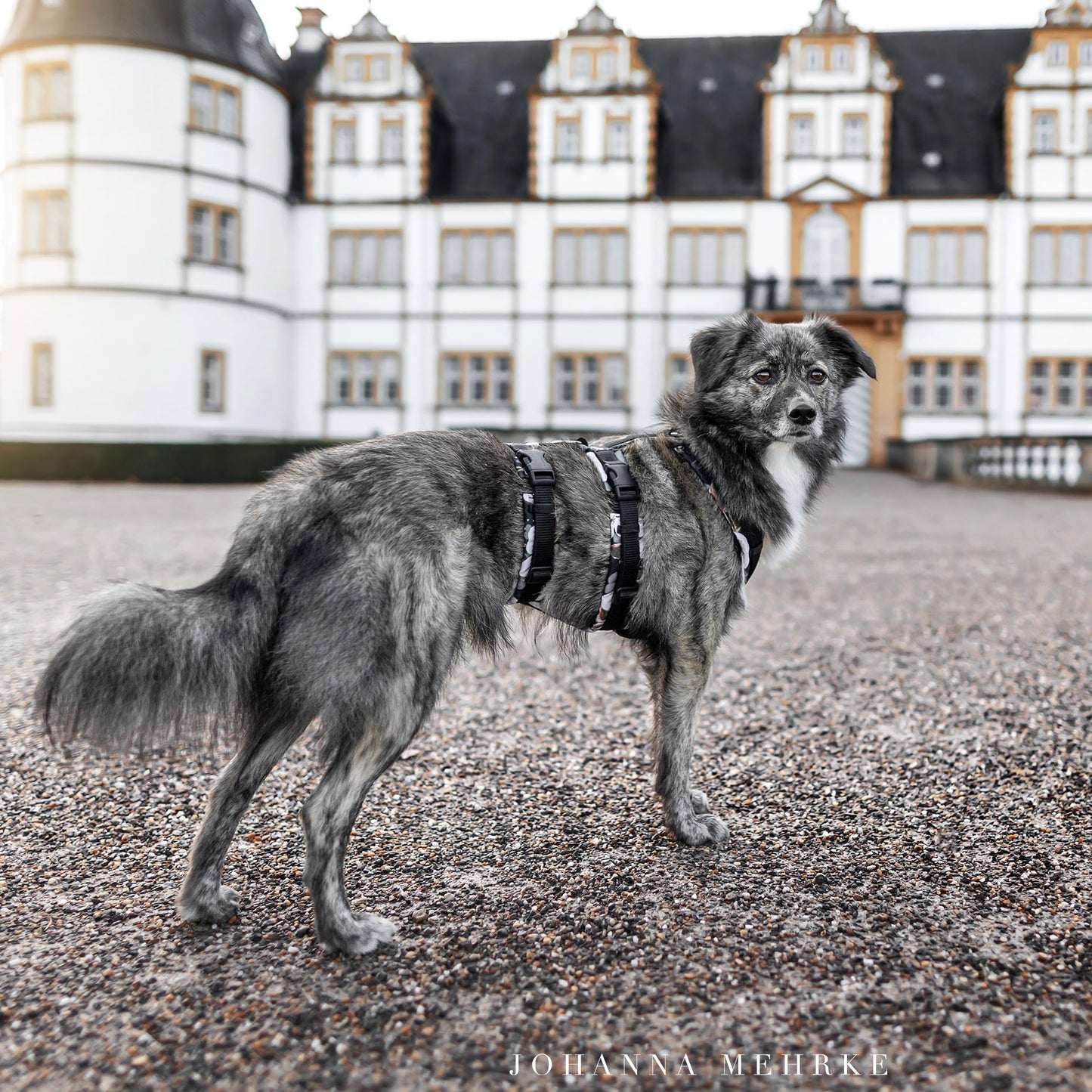 Hundegeschirr Safety Konfigurator