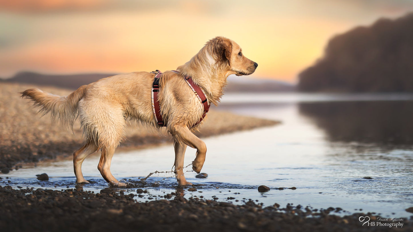 Hundegeschirr Adventure Konfigurator
