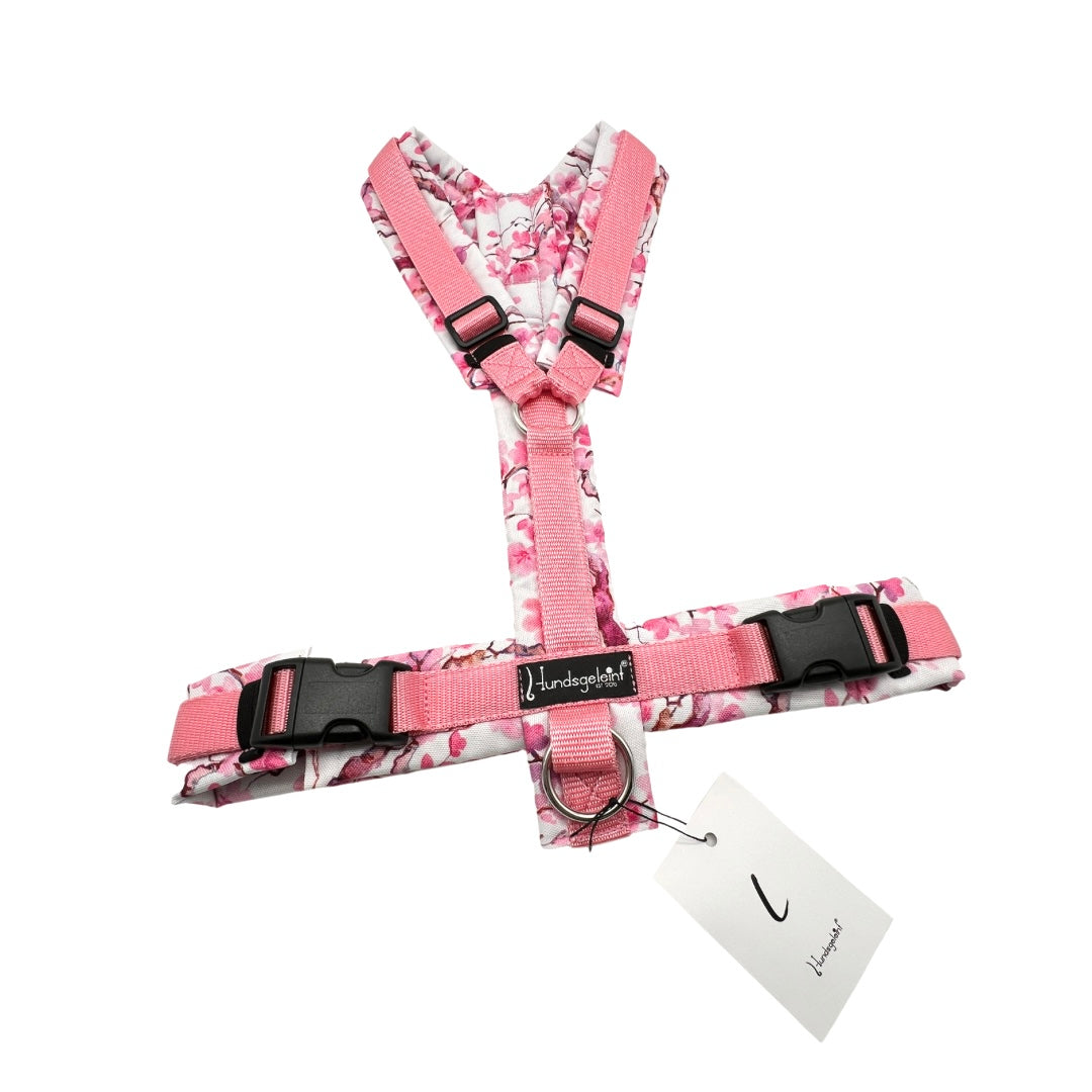 Cherry Blossom x Rosa, Gr. L