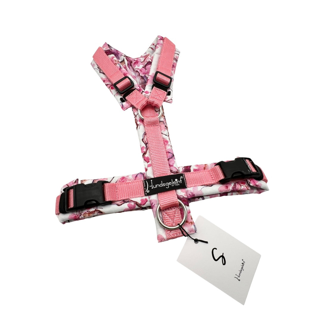 Cherry Blossom x Rosa, Gr. S