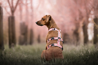 Hundegeschirr Safety "Rosé Blüten"